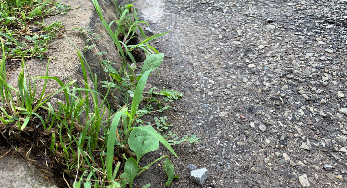 featured-maintenance-weeds remove weeds