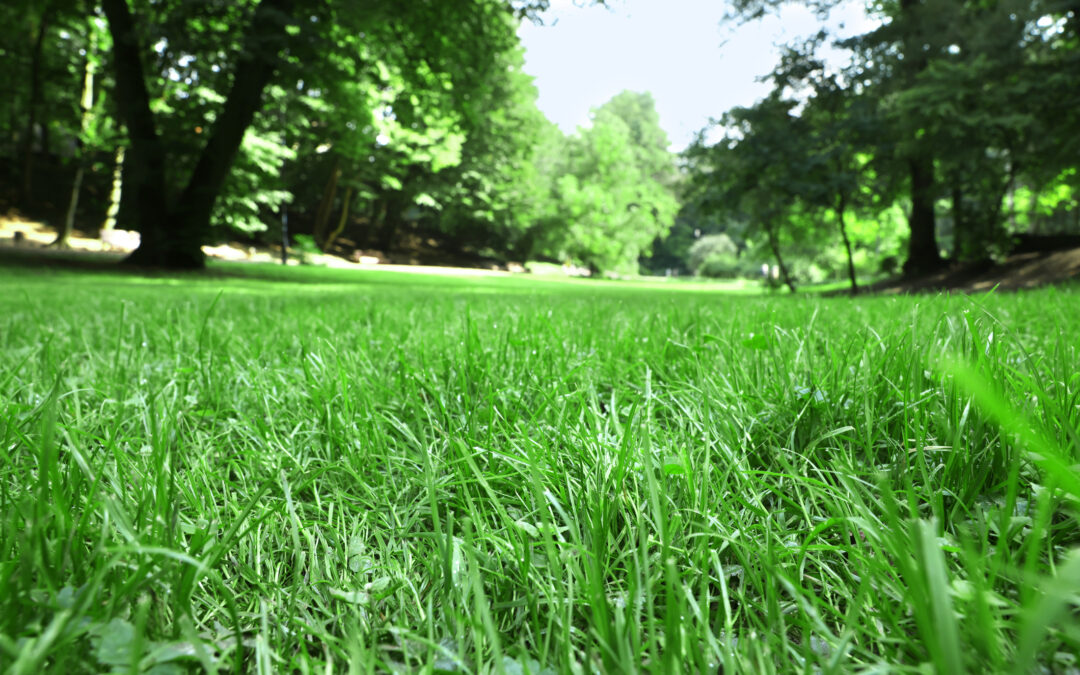 Best Fertilizer and Weed Control Program for a Healthy Lawn